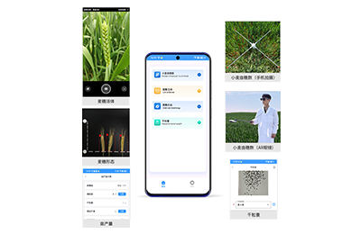 肇庆市小麦亩穗数分析仪IN-XM02