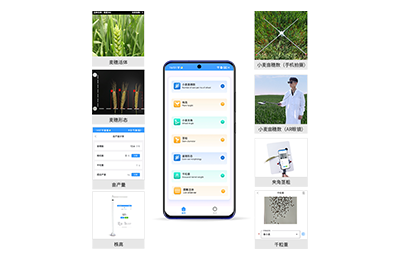 肇庆市小麦表型测量仪IN-XM05
